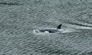 An Orca Calf Was Trapped Alone Inside a Remote Lagoon